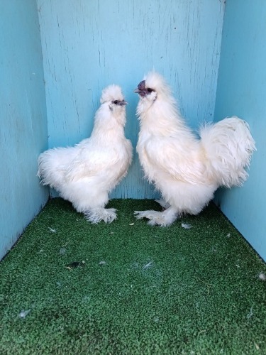 2 X WHITE SILKIES LOSOS FARMS (Per animal to take the lot)