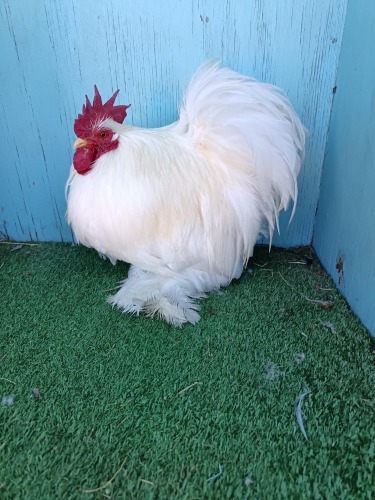 2 X WHITE PEKIN BANTAM LOSOS FARMS (Per animal to take the lot)