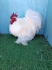 2 X WHITE PEKIN BANTAM LOSOS FARMS (Per animal to take the lot)