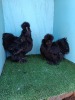 2 X BLACK SILKIES LOSOS FARMS (Per animal to take the lot)