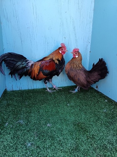2 X DANISH BROWN CHICKEN LOSOS FARMS (Per animal to take the lot)