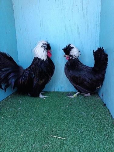 2 X POLISH PAIR - WHITE CRESTED BLACK LOSOS FARMS (Per animal to take the lot)