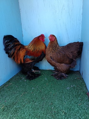 2 X BRAHMA BANTAM - PARTRIDGE LOSOS FARMS (Per animal to take the lot)