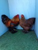 2 X BRAHMA BANTAM - PARTRIDGE LOSOS FARMS (Per animal to take the lot)