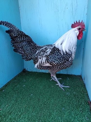 2 X SILVER CAMPINE LOSOS FARMS (Per animal to take the lot)