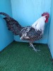 2 X SILVER CAMPINE LOSOS FARMS (Per animal to take the lot)