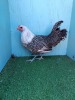 2 X SILVER CAMPINE LOSOS FARMS (Per animal to take the lot) - 2