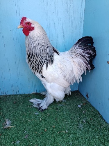 3 X COLUMBIAN PEKIN BANTAM LOSOS FARMS (Per animal to take the lot)
