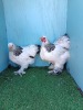 3 X COLUMBIAN PEKIN BANTAM LOSOS FARMS (Per animal to take the lot) - 2