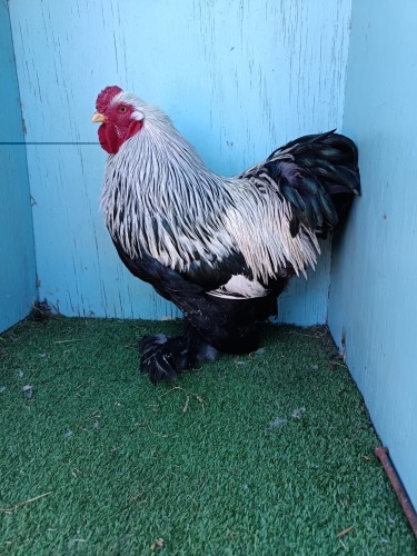 3 X LIGHT BRAHMA BANTAM LOSOS FARMS (Per animal to take the lot)