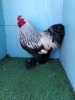 3 X LIGHT BRAHMA BANTAM LOSOS FARMS (Per animal to take the lot)