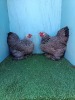 3 X LIGHT BRAHMA BANTAM LOSOS FARMS (Per animal to take the lot) - 2