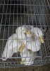 5 X KOEKOEK M FYNDRAAI (Per animal to take the lot) - 2