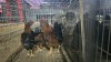 2 X FARM CHICKENS F NAUDE BOERDERY (Per animal to take the lot) - 2