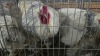 2 X FARM CHICKENS F NAUDE BOERDERY (Per animal to take the lot) - 2