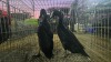 4 X KOEKOEK M FYNDRAAI (Per animal to take the lot) - 2