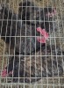 5 X KOEKOEK M FYNDRAAI (Per animal to take the lot) - 2