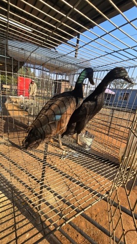 2 X DUCKS ADEO CLOETE (Per animal to take the lot)