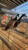 2 X DUCKS ADEO CLOETE (Per animal to take the lot)