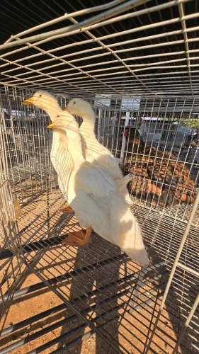 4 X PEKIN DUCKS ADEO CLOETE (Per animal to take the lot)