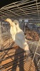 4 X PEKIN DUCKS ADEO CLOETE (Per animal to take the lot)