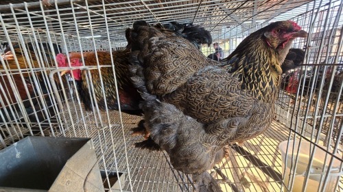 3 X PARTRIDGE BRAHMA FYNDRAAI (Per animal to take the lot)