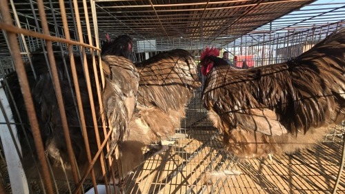 3 X CHOCOLATE ORPINGTON CDP (Per animal to take the lot)