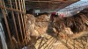 3 X CHOCOLATE ORPINGTON CDP (Per animal to take the lot)