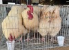 X WHITE ORPINGTON ROOSTER C VAN RENSBURG (Per animal to take the lot) - 2