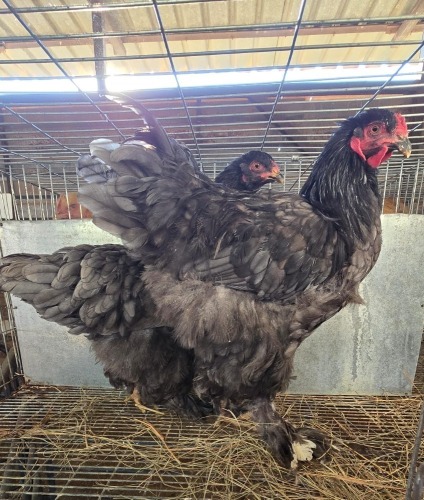 2 X BRAHMA M+F LOSOS FARM (Per animal to take the lot)