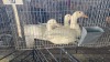 3 X PEKIN DUCKS M+F ADEO CLOETE (Per animal to take the lot) - 3