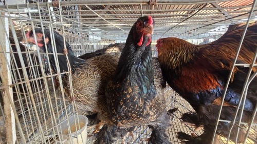 3 X PARTRIDGE BRAHMA FYNDRAAI (Per animal to take the lot)