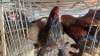 3 X PARTRIDGE BRAHMA FYNDRAAI (Per animal to take the lot)
