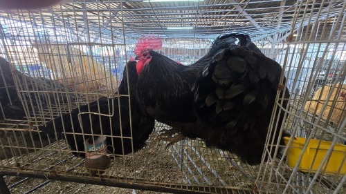 3 X OSTRA LOBS ROOSTER & HEN CDP (Per animal to take the lot)