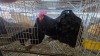 3 X OSTRA LOBS ROOSTER & HEN CDP (Per animal to take the lot)