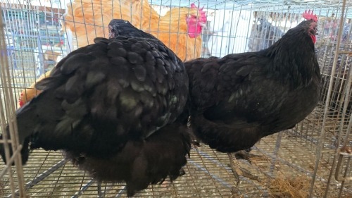2 X OSTRA LOBS HEN CDP (Per animal to take the lot)