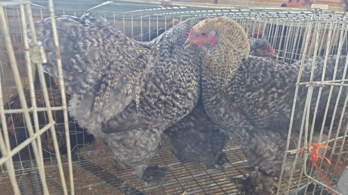 3 X BRHAMA M+F CDP (Per animal to take the lot)