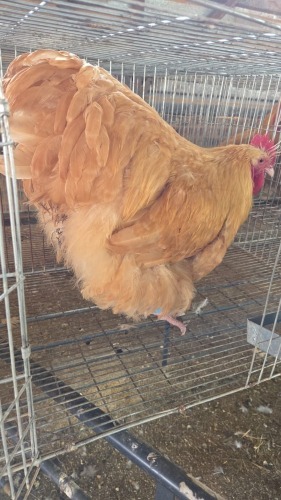 1 X BUFF ORPINGTON M TIEGERPOORT (Per animal to take the lot)