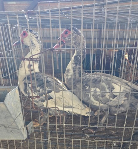 2 X MUSCOVY DUCK M CDP (Per animal to take the lot)