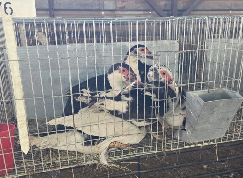 4 X MUSCOVY DUCK MIX CDP (Per animal to take the lot)