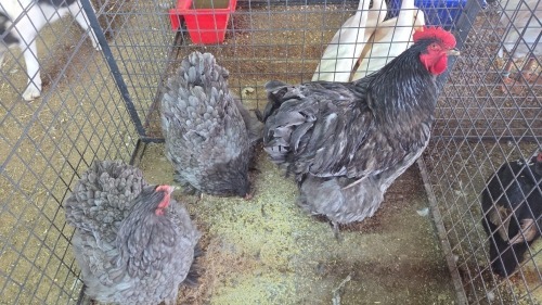 3 X CHOCHIN BLUE M+F LOSOS FARM (Per animal to take the lot)