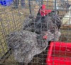 3 X CHOCHIN BLUE M+F LOSOS FARM (Per animal to take the lot) - 2