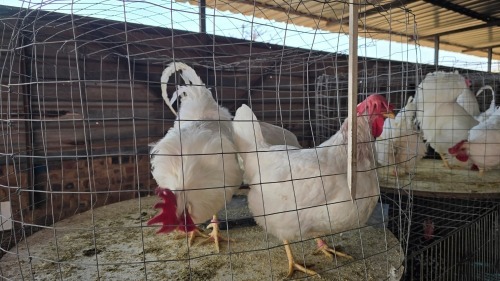 3 X LEGHORN M+F LOSOS FARM (Per animal to take the lot)