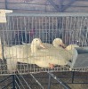 3 X PEKIN DUCKS M+F ADEO CLOETE (Per animal to take the lot)