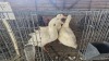 3 X PEKIN DUCKS M+F ADEO CLOETE (Per animal to take the lot) - 2