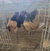 2 X VORWERK F LOSOS FARM (Per animal to take the lot)