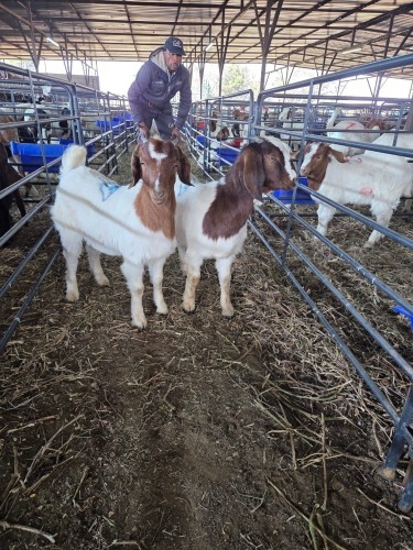2 X BOER GOAT DOE CHOICE DECISIONS (Per animal to take the lot)