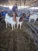 2 X BOER GOAT DOE CHOICE DECISIONS (Per animal to take the lot)