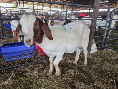 1 X BOER GOAT DOE CHOICE DECISIONS