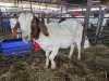 1 X BOER GOAT DOE CHOICE DECISIONS